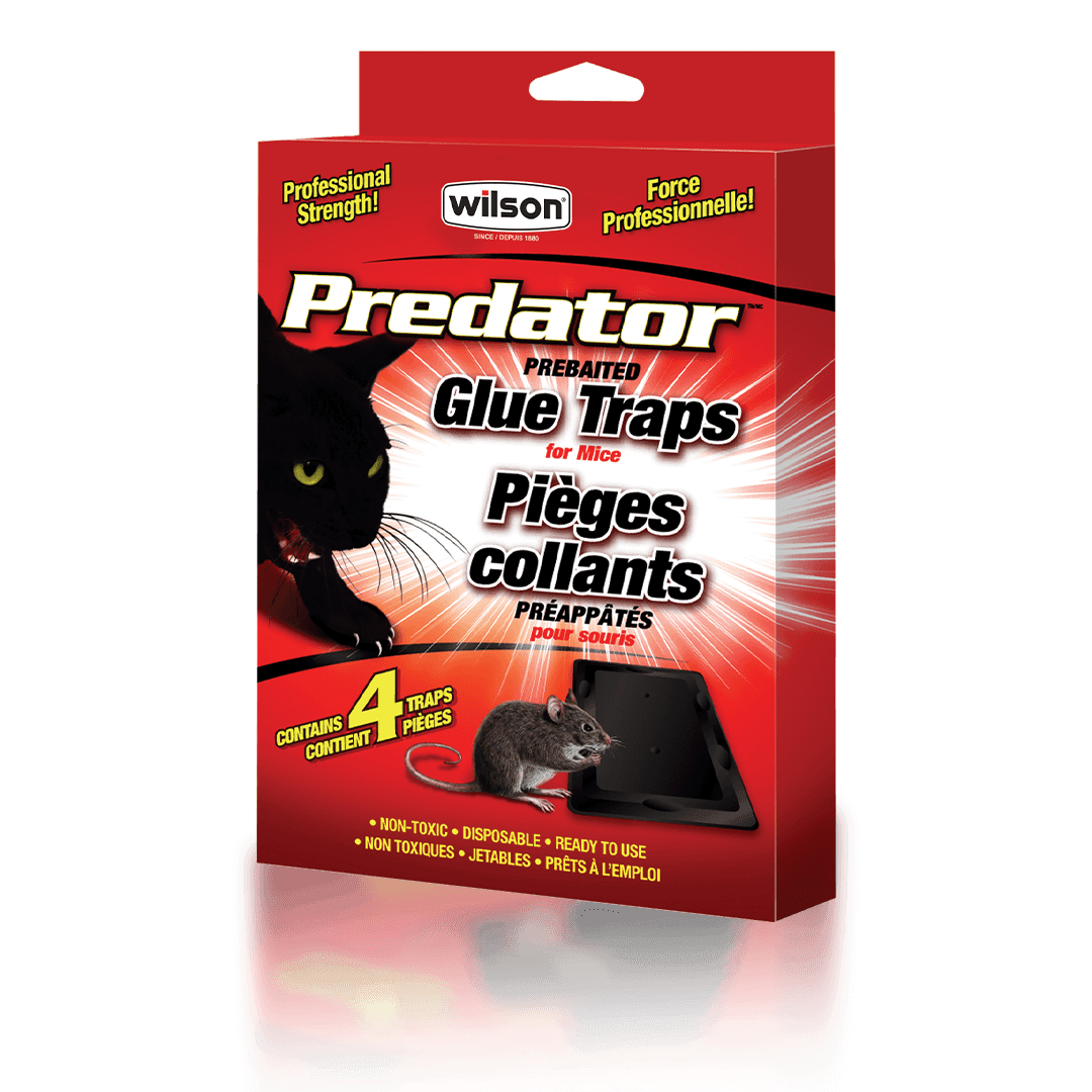 PIEGE COLLANT POUR SOURIS BANDES (PQT/4)