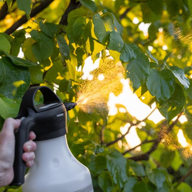 KILLER ORTHO BEETLE 150G