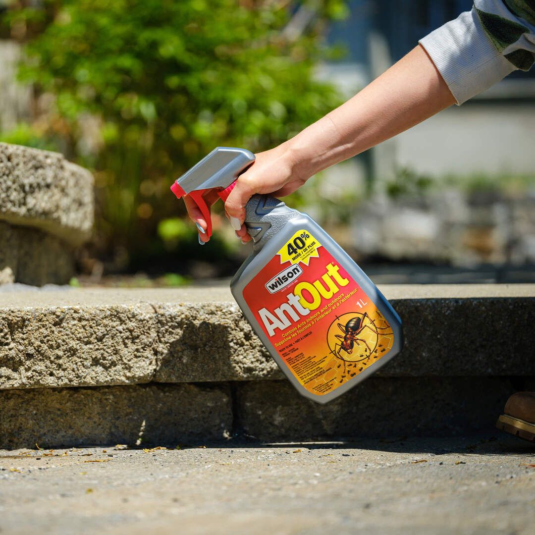 Barrière à Insectes Green Anti-Fourmis à Base De Chrysanthème - Pulvérisateur Prêt à L'Emploi 750 Ml